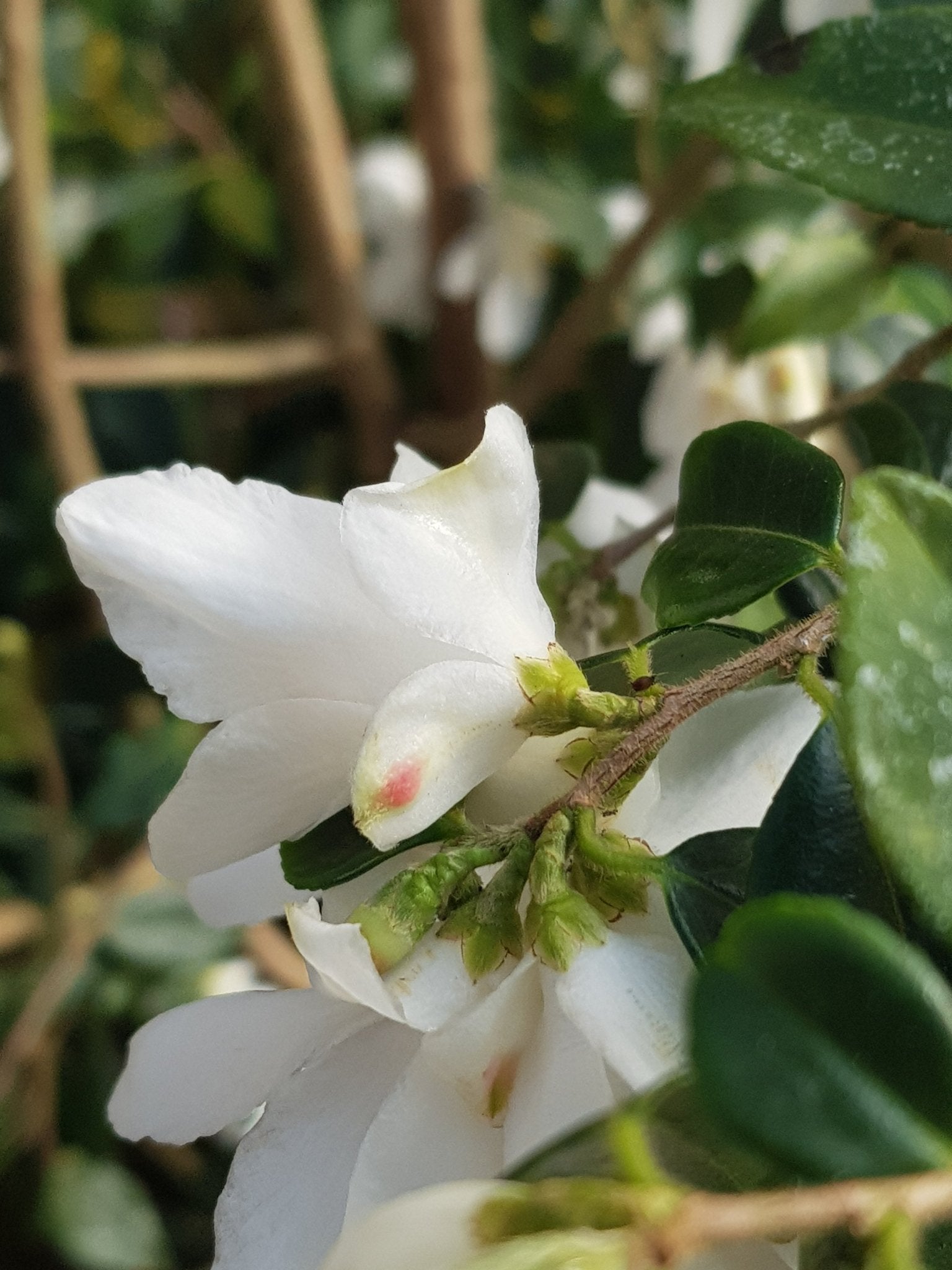 Camellia parvilimba - Herrenkamper Gärten - Pflanzenraritäten