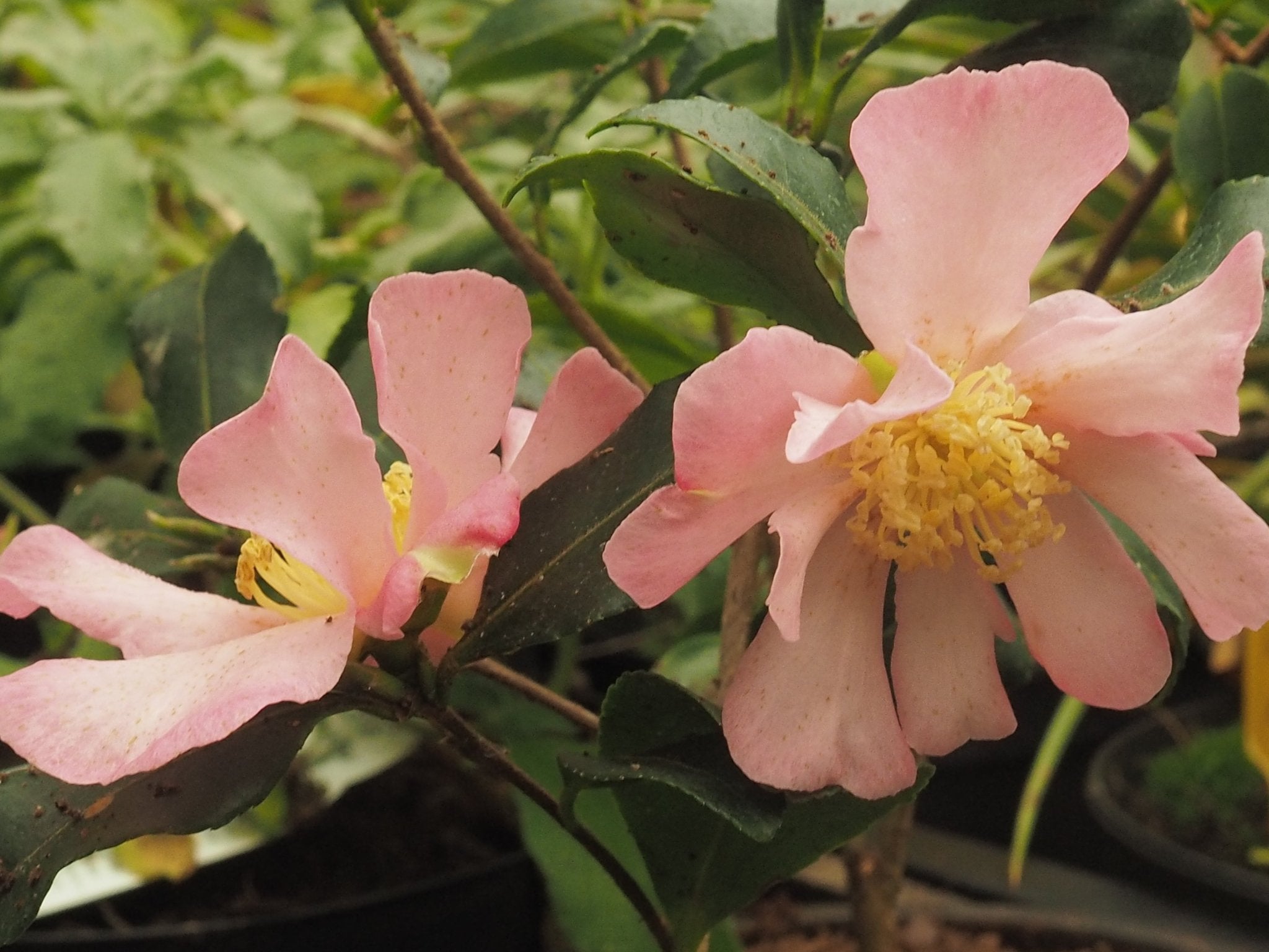 Camellia sasanqua 'New Dawn' - Herrenkamper Gärten - Pflanzenraritäten