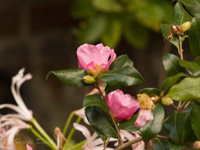 Camellia sasanqua 'New Dawn' - Herrenkamper Gärten - Pflanzenraritäten