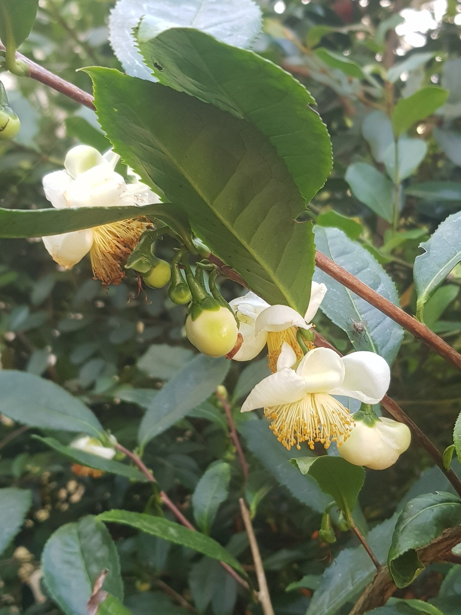 Camellia sinensis - Herrenkamper Gärten - Pflanzenraritäten