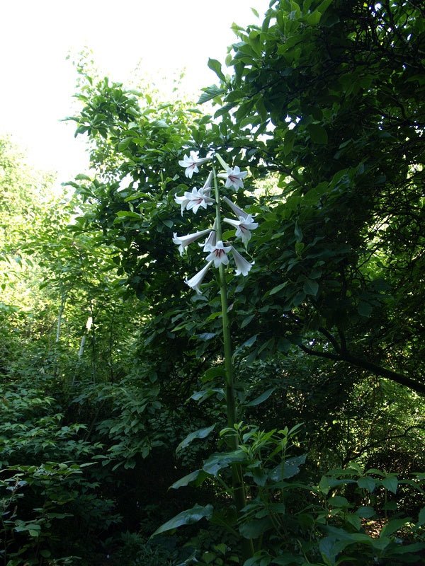 Cardiocrinum giganteum - Herrenkamper Gärten - Pflanzenraritäten
