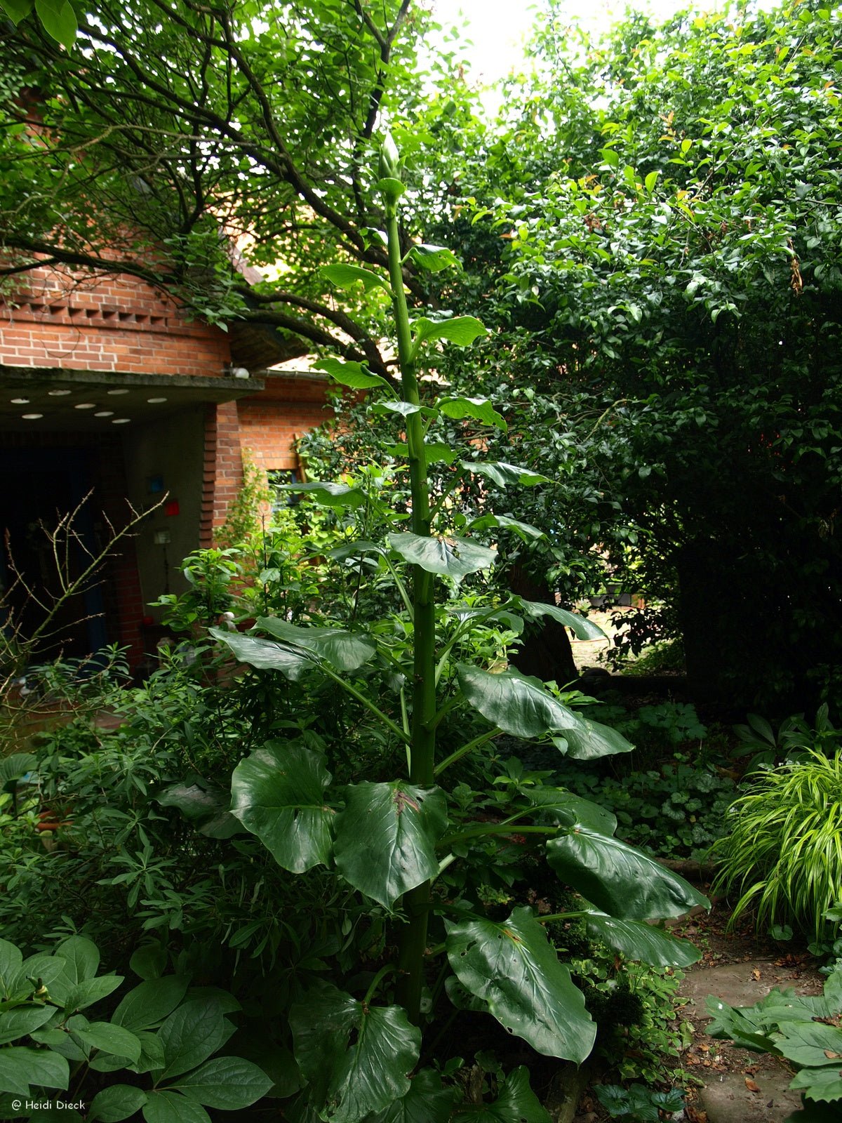 Cardiocrinum giganteum - Herrenkamper Gärten - Pflanzenraritäten