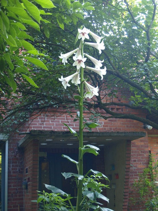 Cardiocrinum giganteum - Herrenkamper Gärten - Pflanzenraritäten