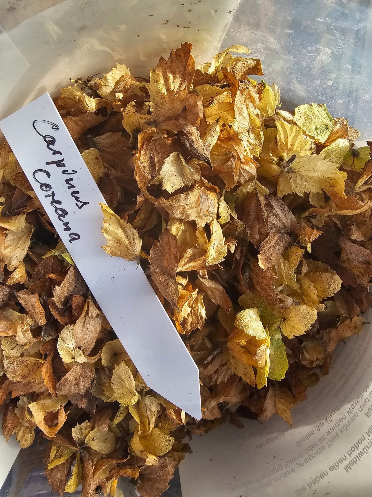 Carpinus coreana - Saat - Herrenkamper Gärten - Pflanzenraritäten