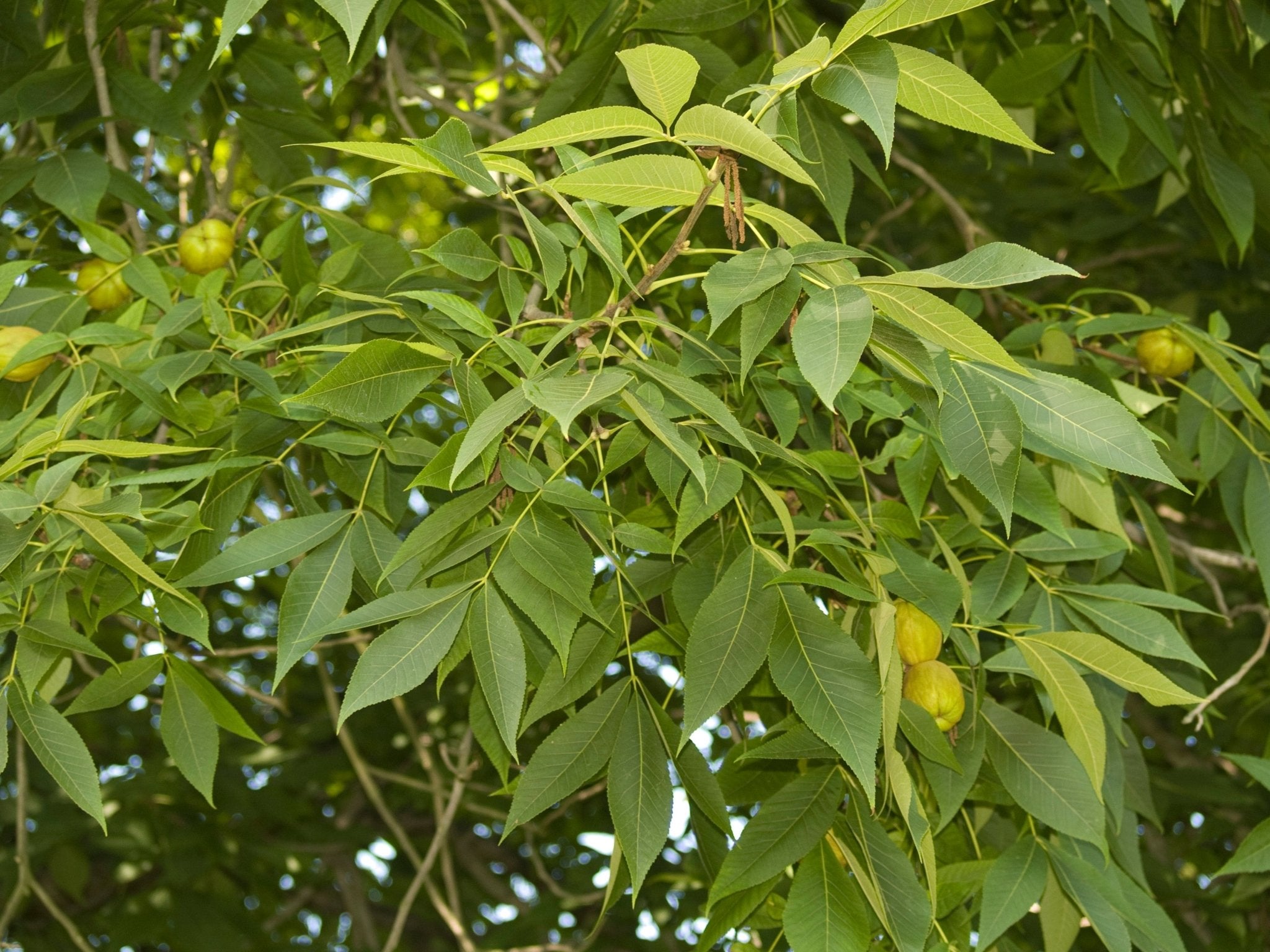 Carya laciniosa - Herrenkamper Gärten - Pflanzenraritäten