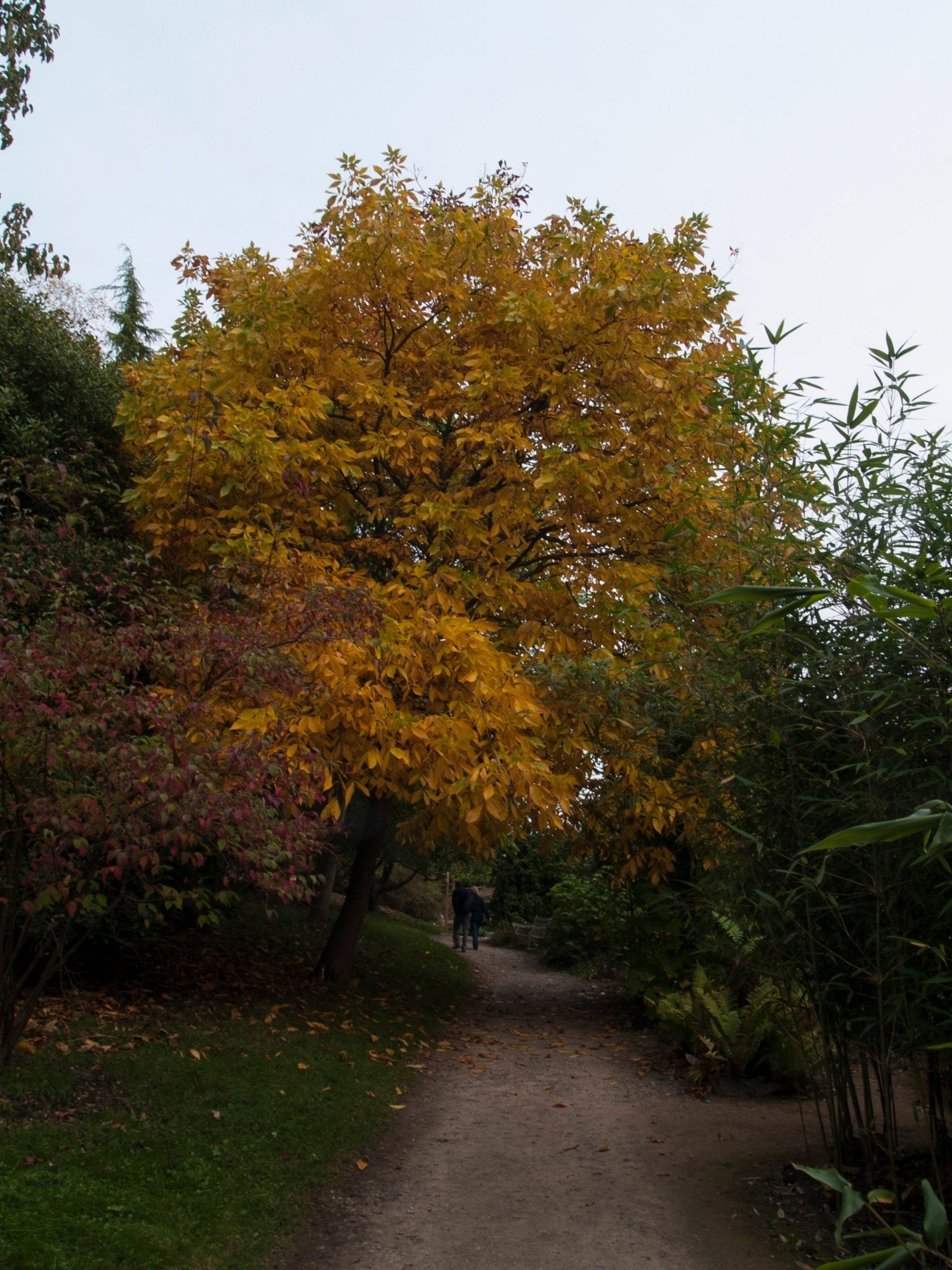 Carya laciniosa - Herrenkamper Gärten - Pflanzenraritäten