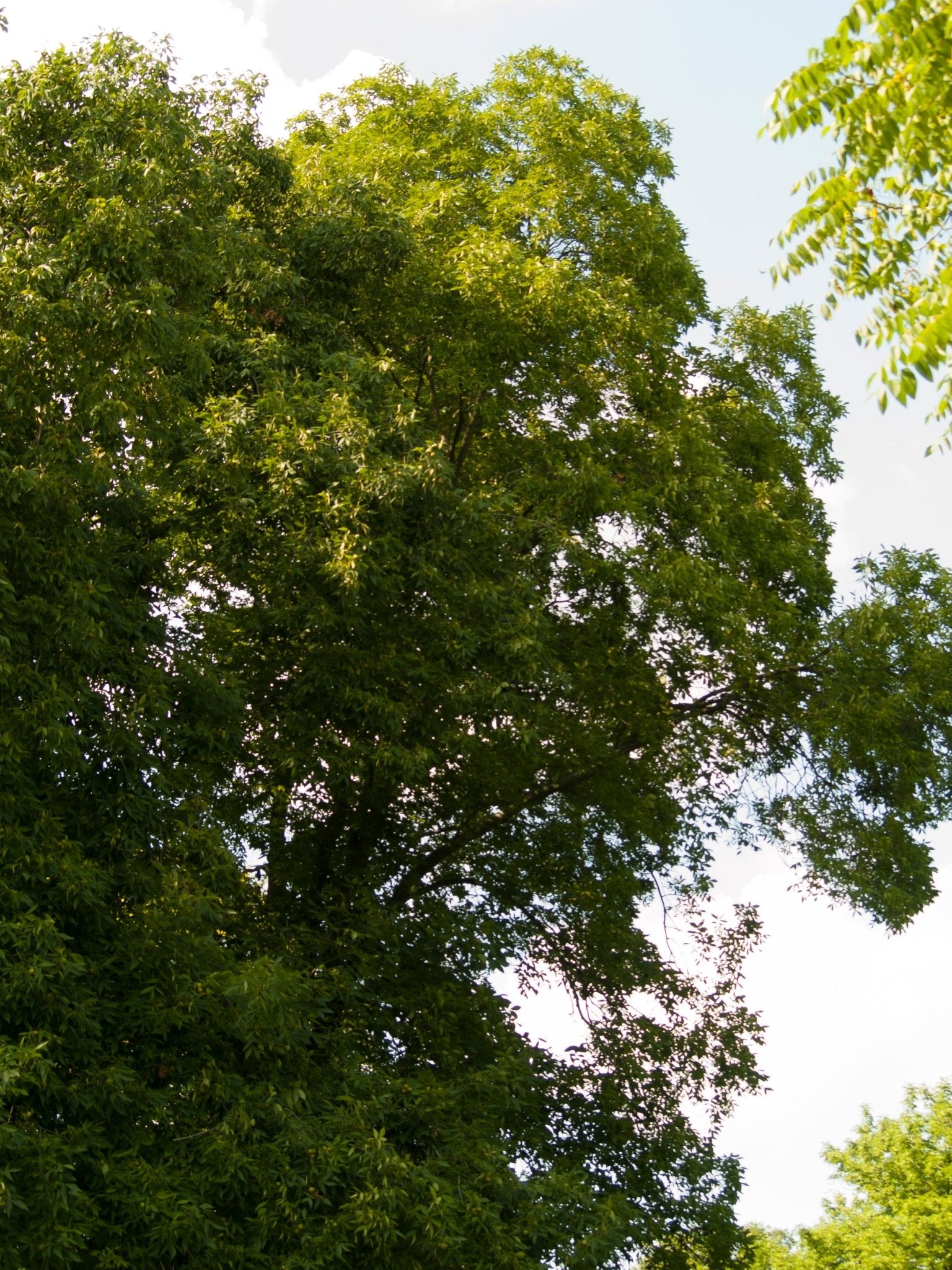 Carya laciniosa - Herrenkamper Gärten - Pflanzenraritäten