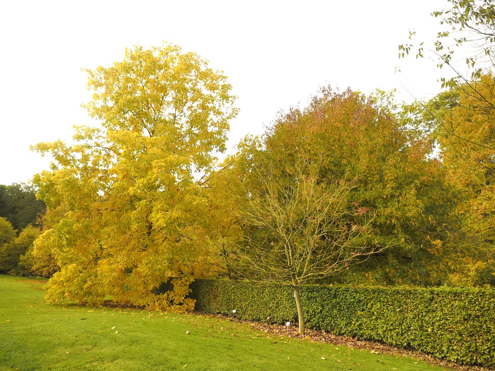 Carya ovata - Herrenkamper Gärten - Pflanzenraritäten