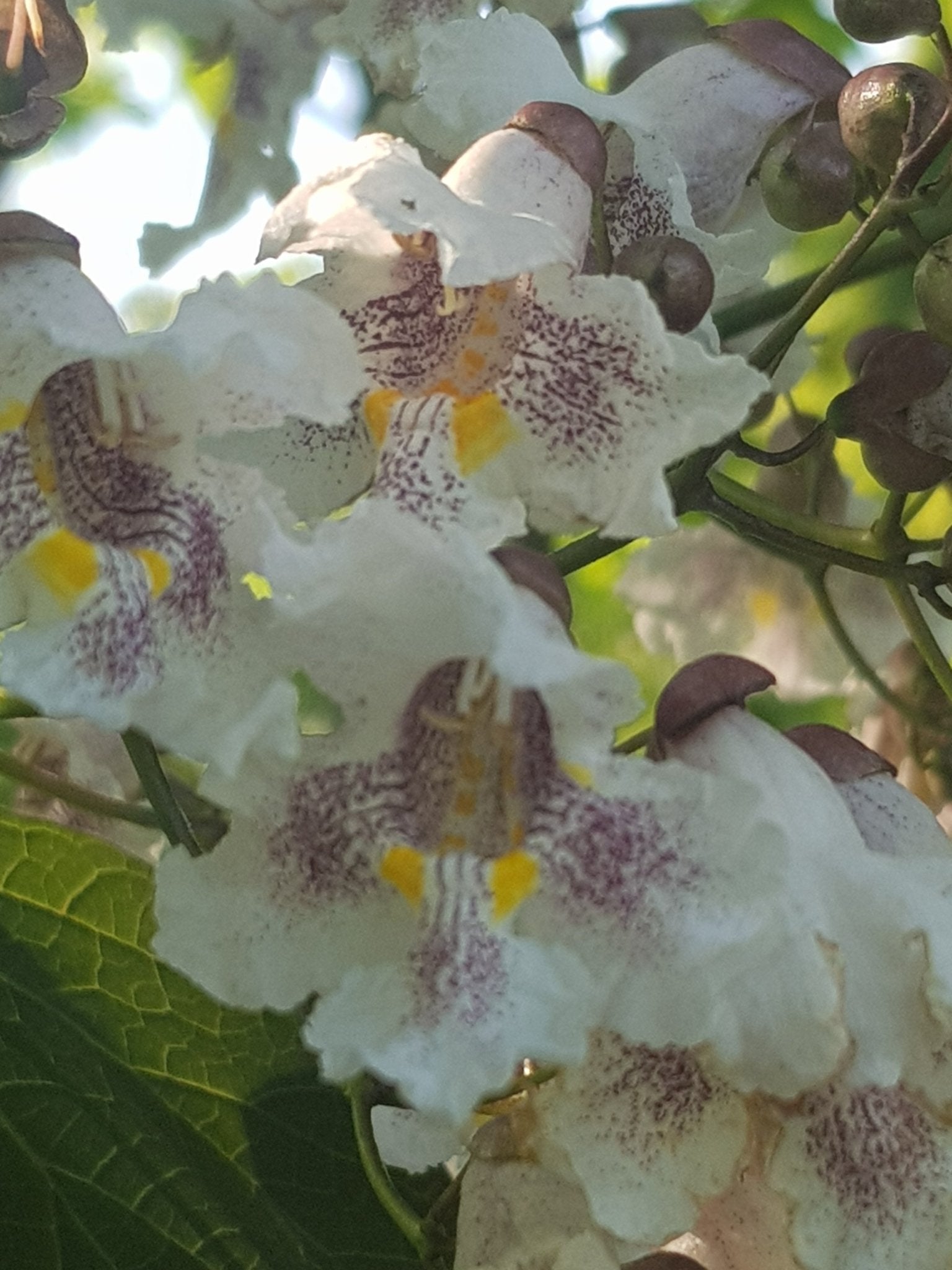 Catalpa speciosa - Herrenkamper Gärten - Pflanzenraritäten