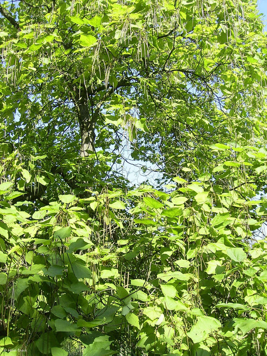Catalpa speciosa - Herrenkamper Gärten - Pflanzenraritäten