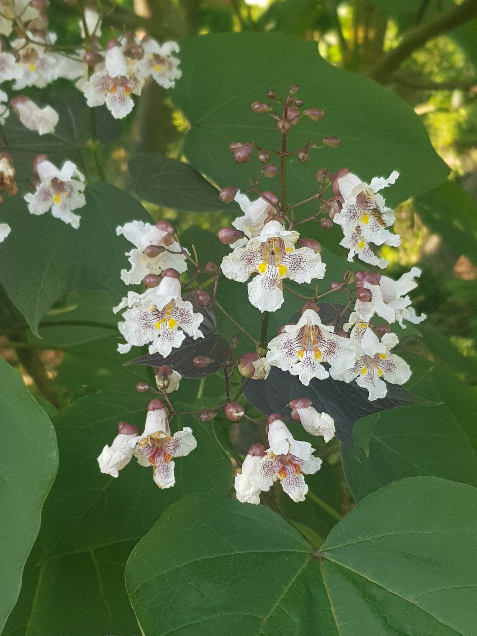 Catalpa speciosa - Herrenkamper Gärten - Pflanzenraritäten