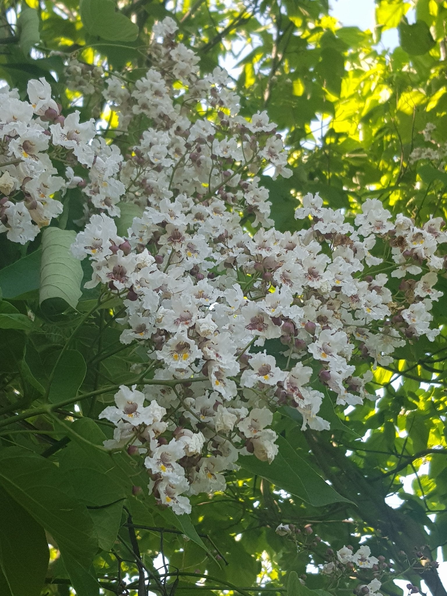 Catalpa speciosa - Herrenkamper Gärten - Pflanzenraritäten