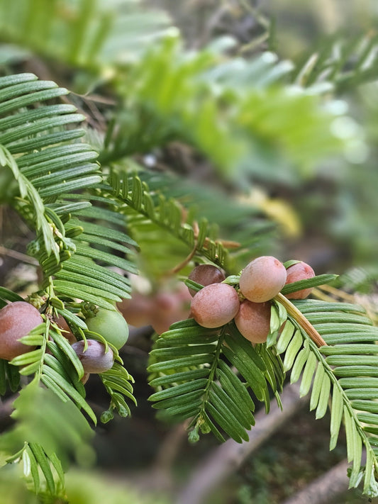 Cephalotaxus harringtonia var.koreana - Herrenkamper Gärten - Pflanzenraritäten