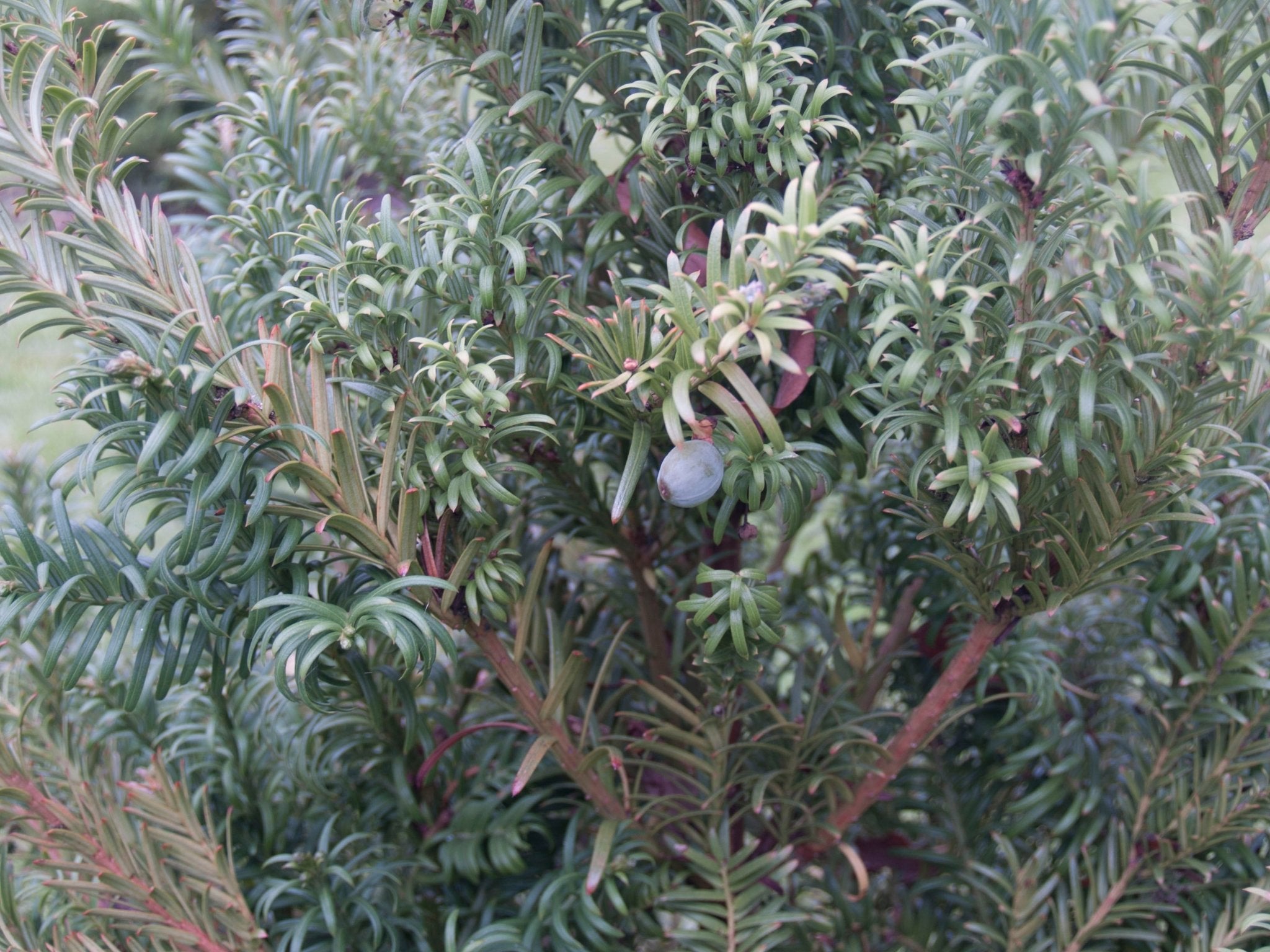 Cephalotaxus harringtonii var. dupacea - Herrenkamper Gärten - Pflanzenraritäten