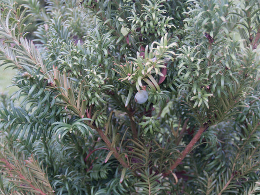Cephalotaxus harringtonii var. dupacea - Herrenkamper Gärten - Pflanzenraritäten