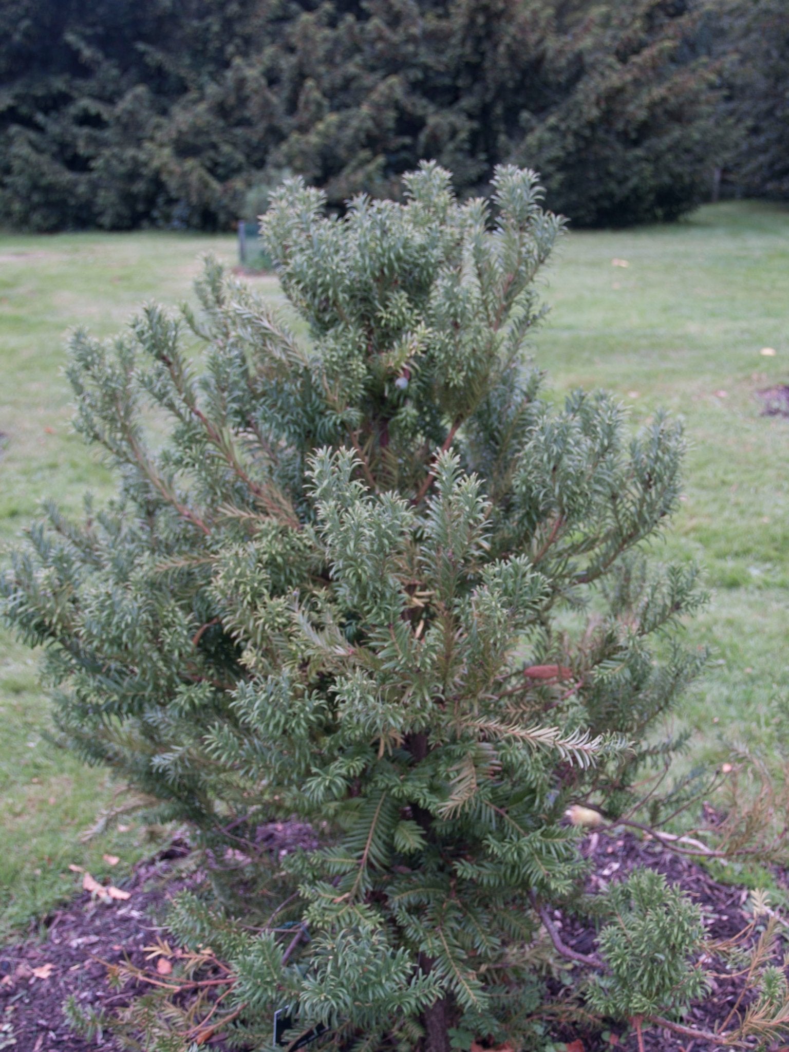 Cephalotaxus harringtonii var. dupacea - Herrenkamper Gärten - Pflanzenraritäten