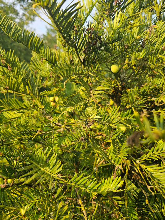 Cephalotaxus sinensis - Herrenkamper Gärten - Pflanzenraritäten
