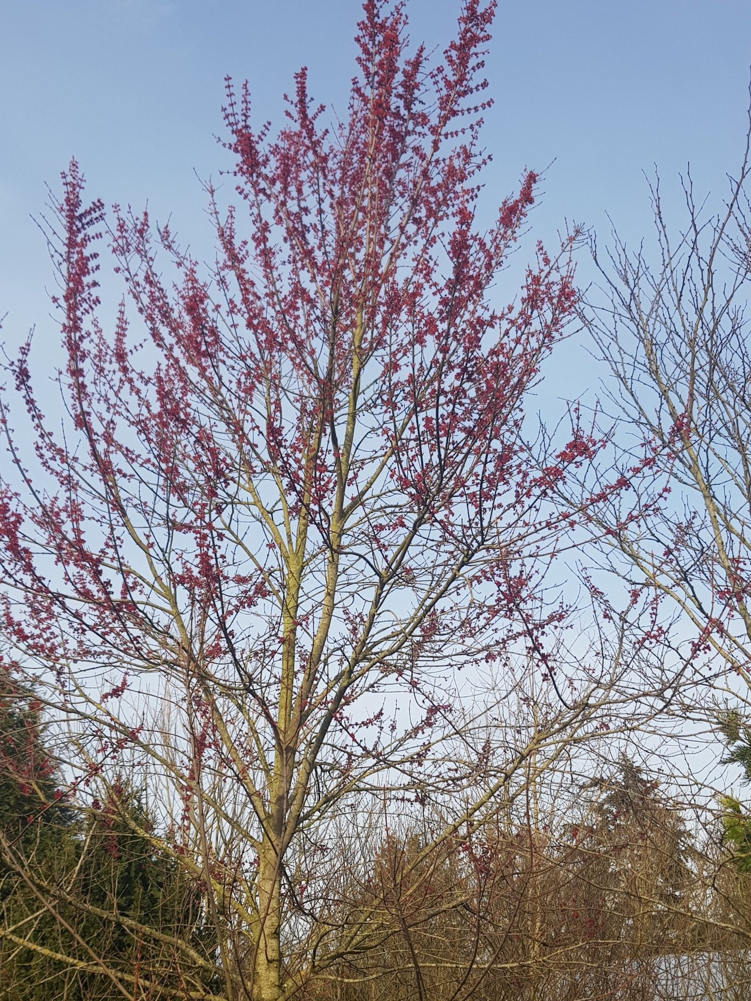 Cercis canadensis - Herrenkamper Gärten - Pflanzenraritäten