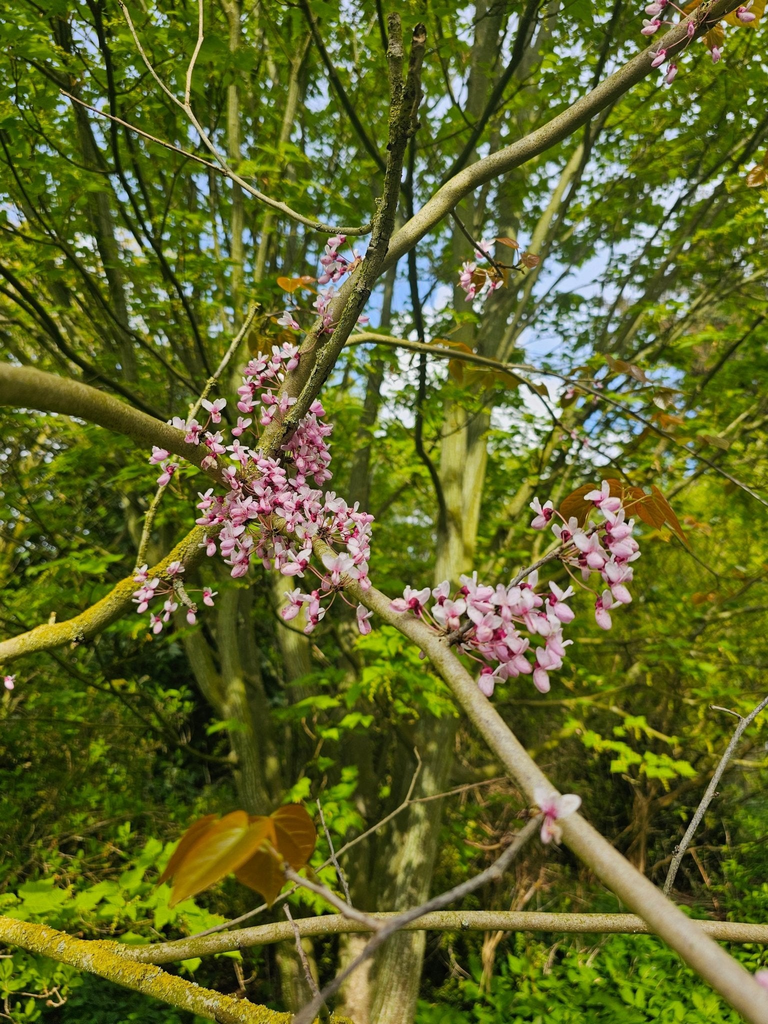 Cercis gigantea - Herrenkamper Gärten - Pflanzenraritäten