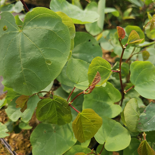 Cercis occidentalis - Herrenkamper Gärten - Pflanzenraritäten