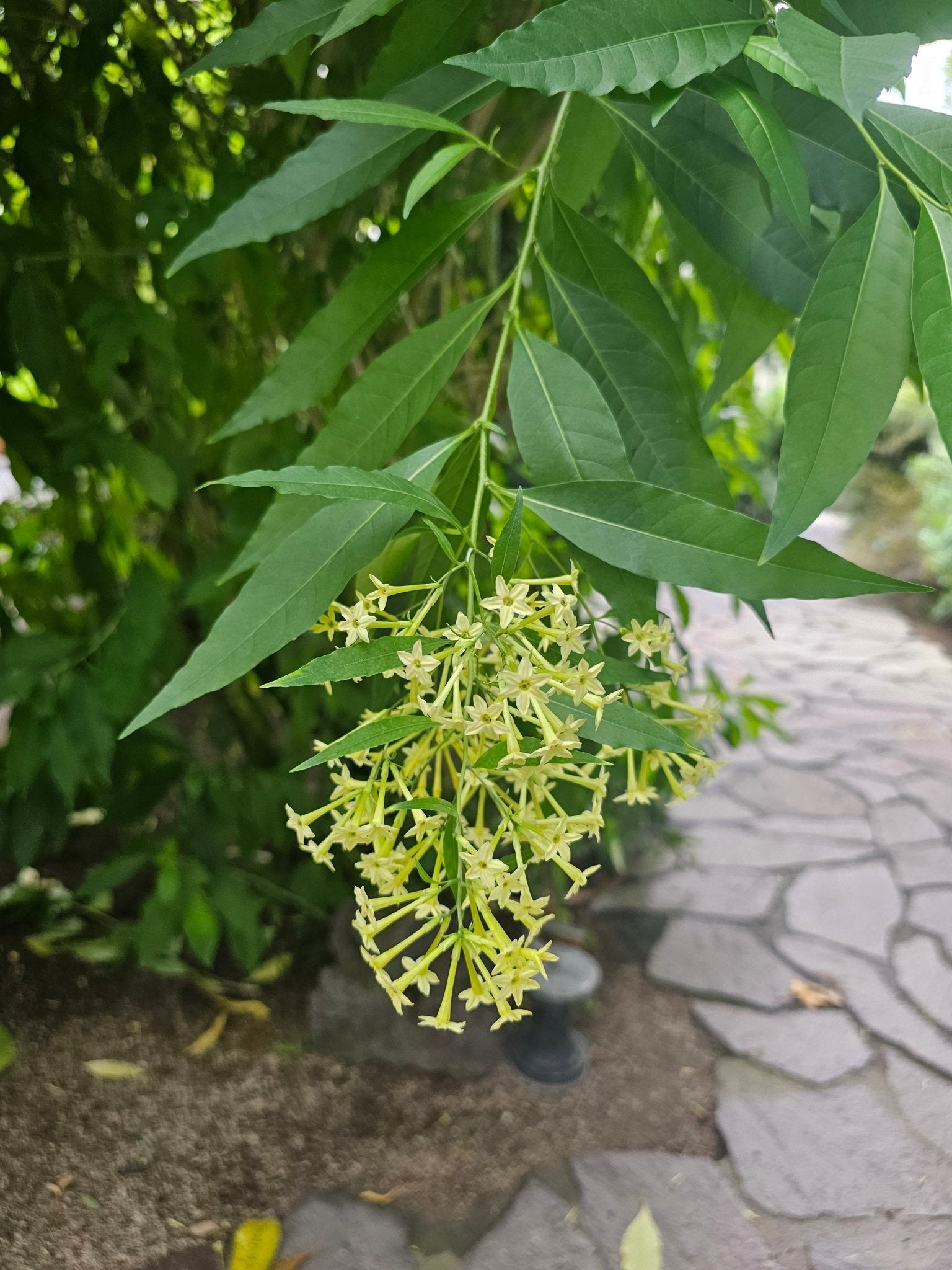 Cestrum paqui - Herrenkamper Gärten - Pflanzenraritäten