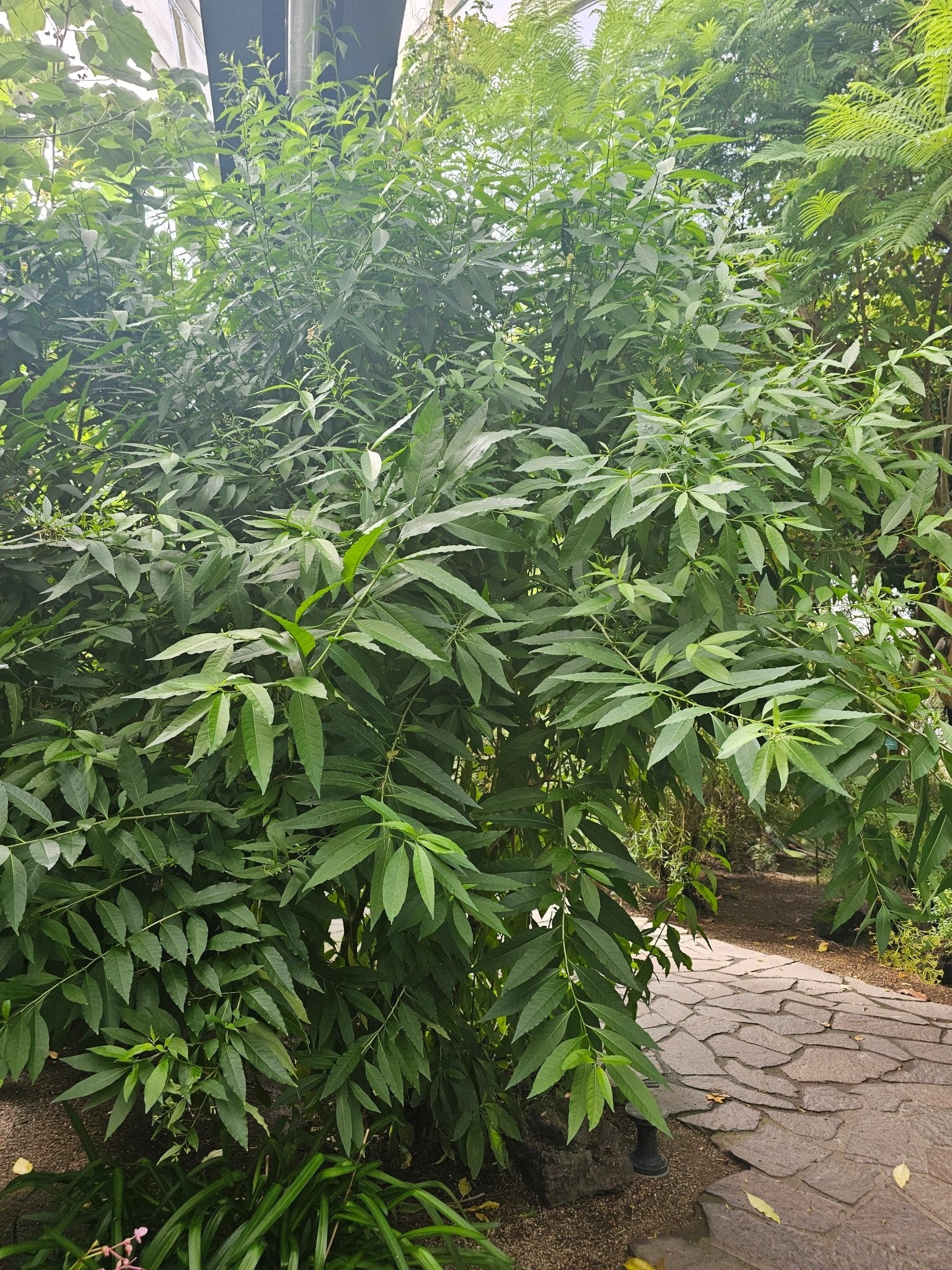 Cestrum paqui - Herrenkamper Gärten - Pflanzenraritäten