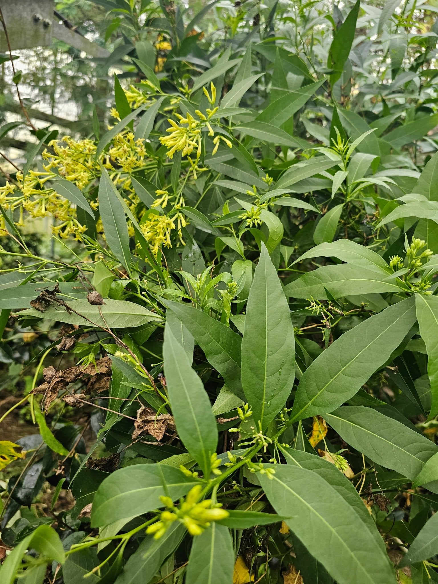 Cestrum paqui - Herrenkamper Gärten - Pflanzenraritäten