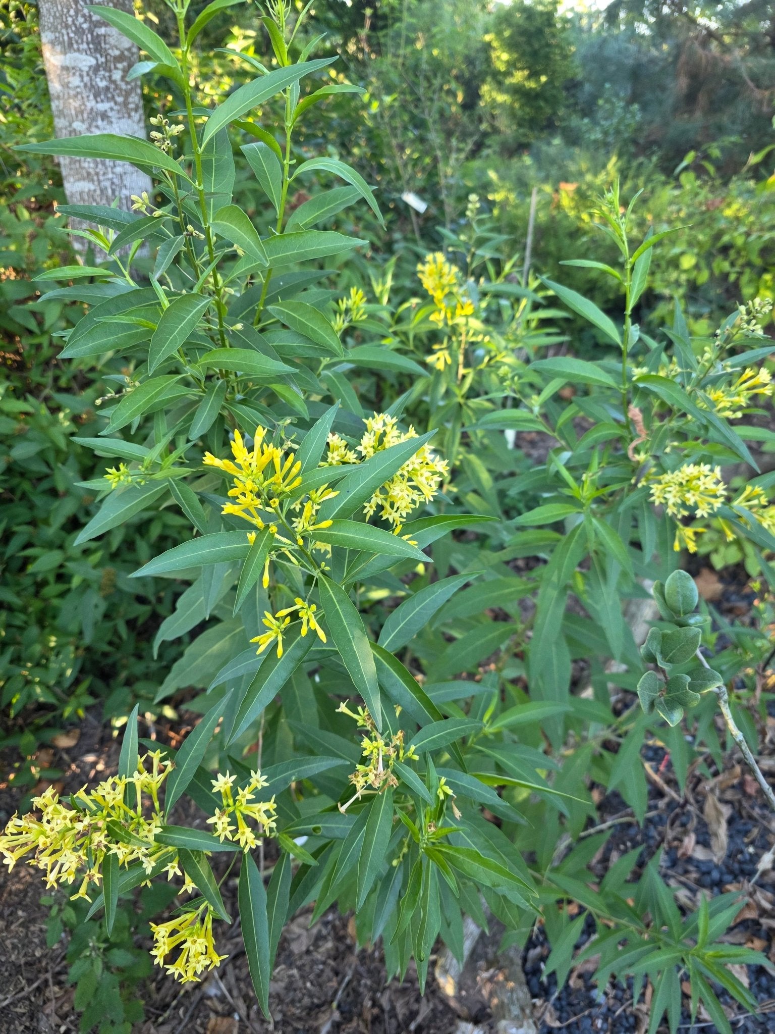 Cestrum paqui - Herrenkamper Gärten - Pflanzenraritäten