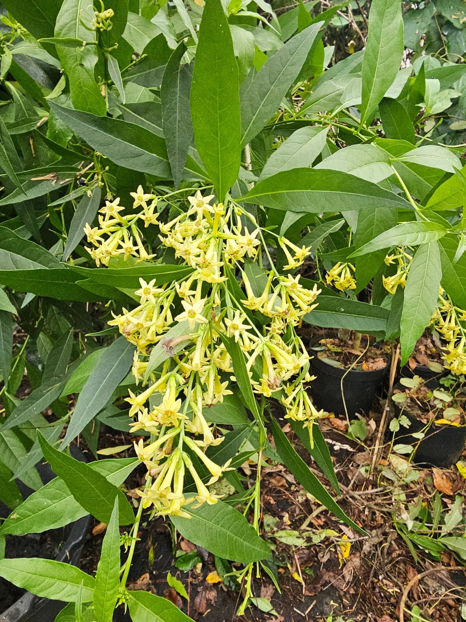Cestrum paqui - Herrenkamper Gärten - Pflanzenraritäten