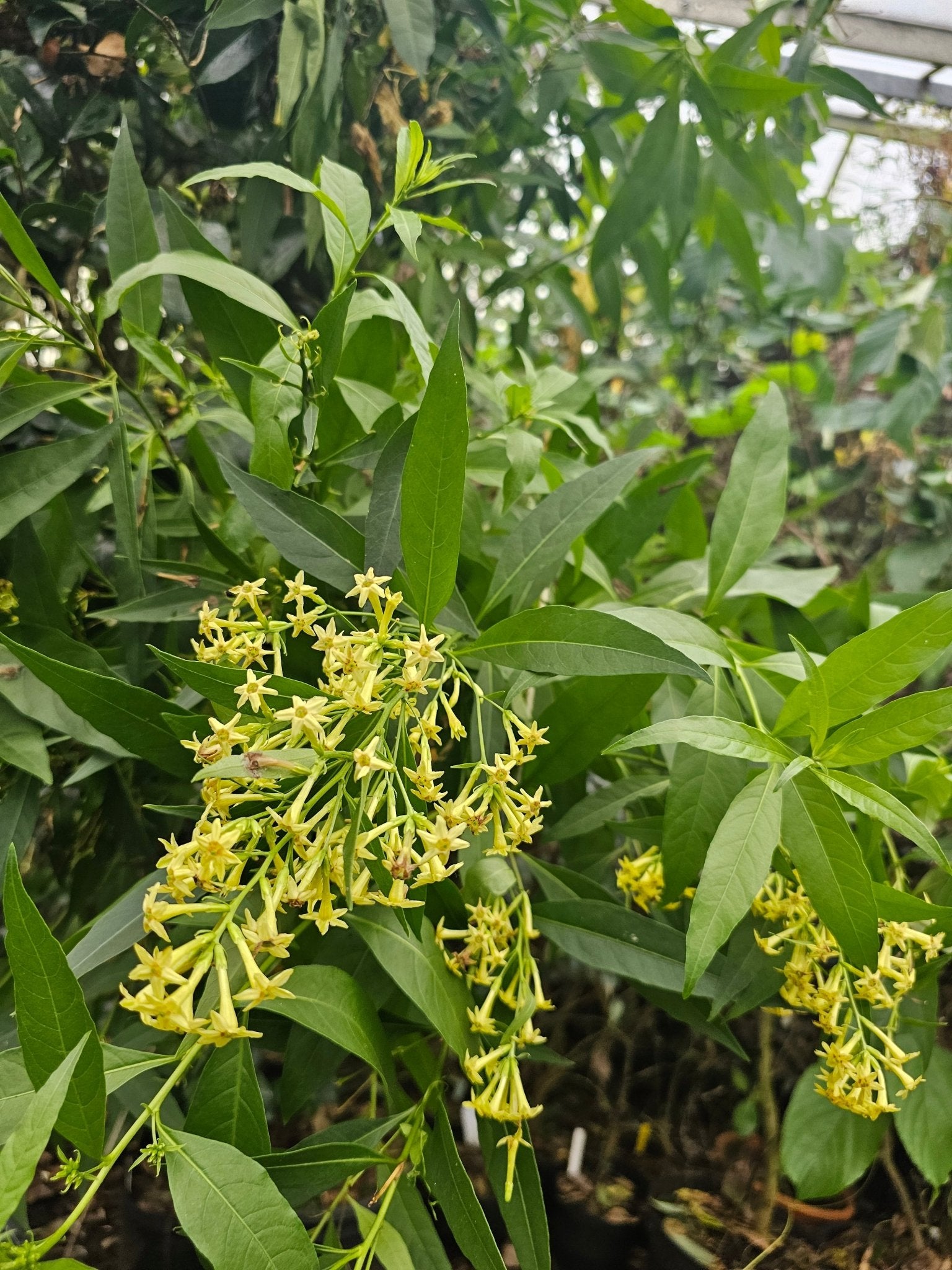Cestrum paqui - Herrenkamper Gärten - Pflanzenraritäten