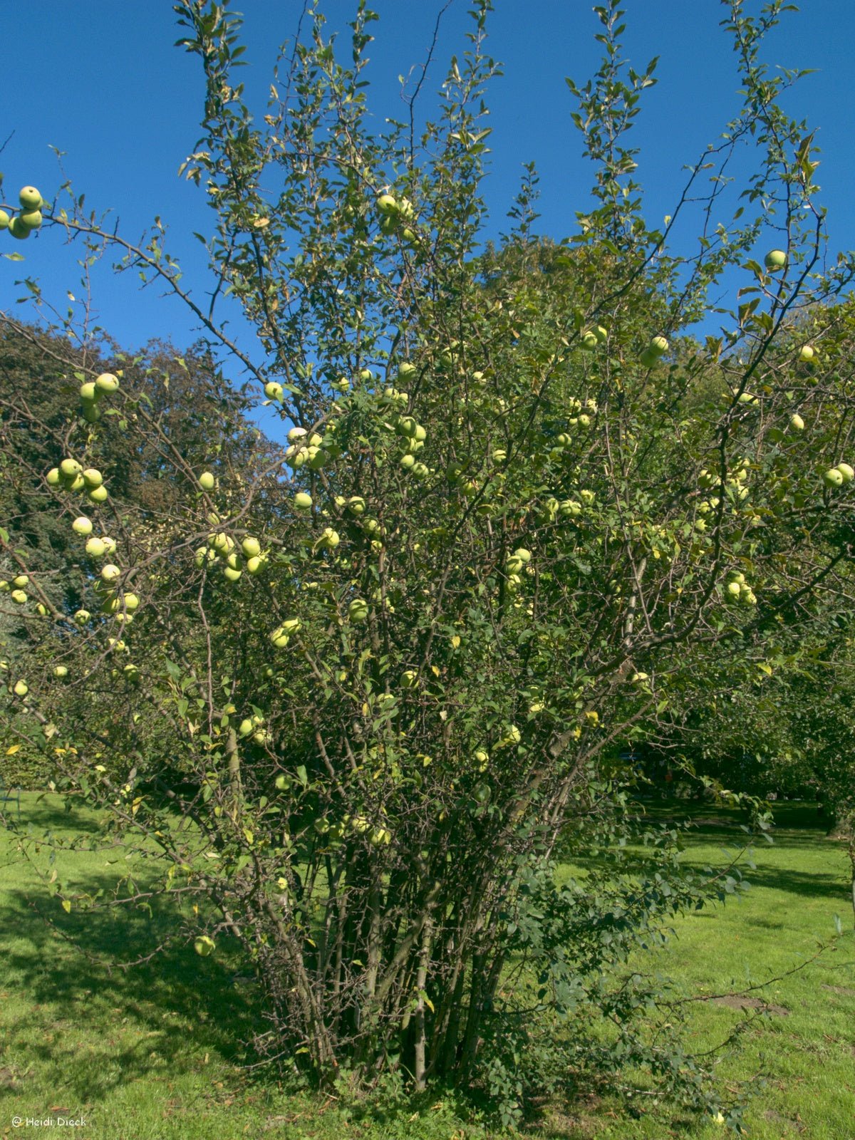 Chaenomeles cathayana - Herrenkamper Gärten - Pflanzenraritäten