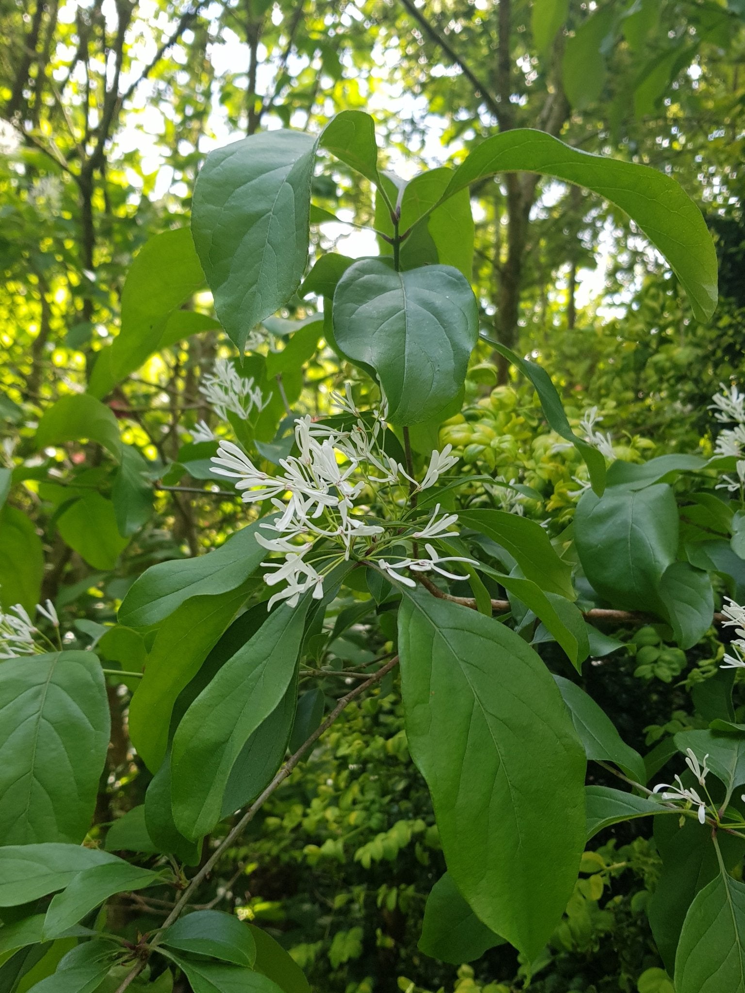 Chionanthus retusus - Herrenkamper Gärten - Pflanzenraritäten