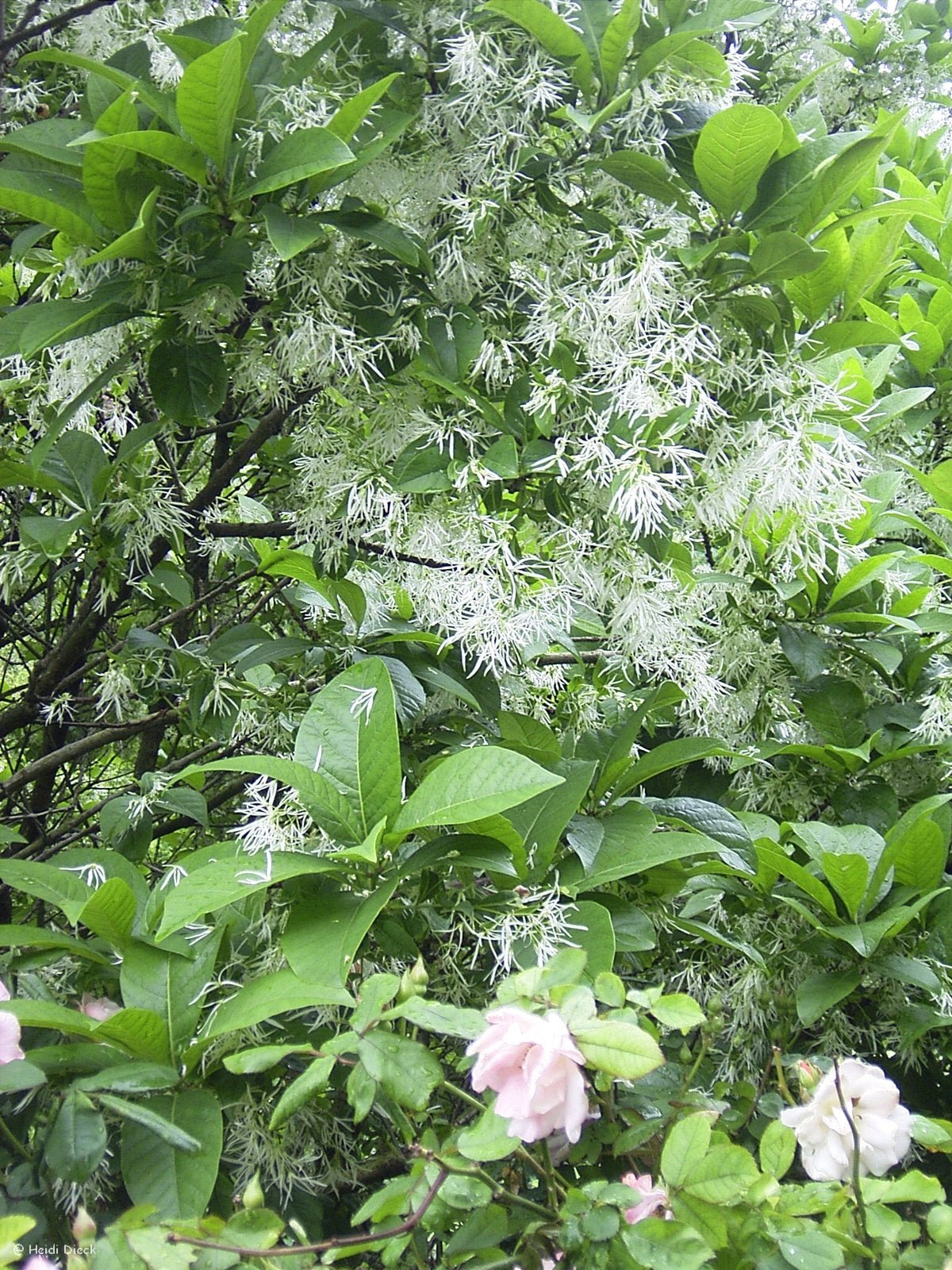 Chionanthus virginicus - Herrenkamper Gärten - Pflanzenraritäten