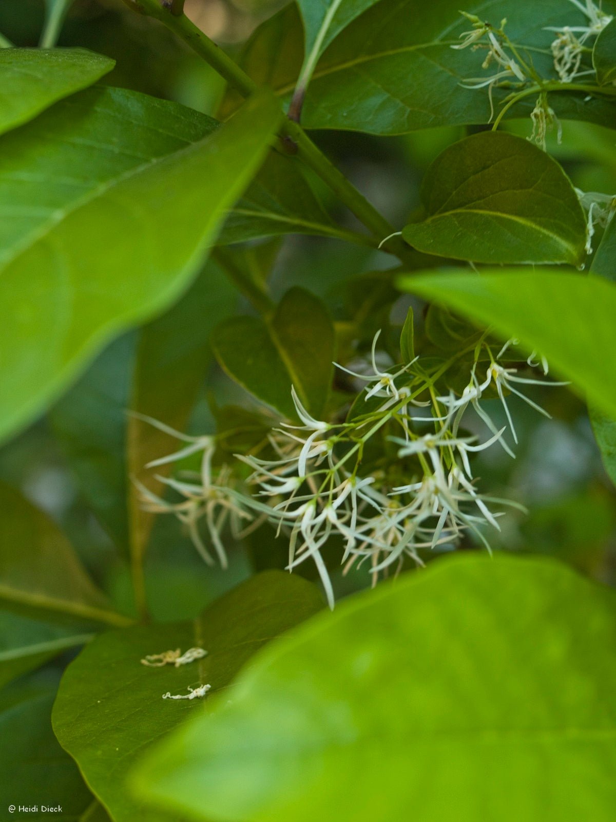 Chionanthus virginicus - Herrenkamper Gärten - Pflanzenraritäten