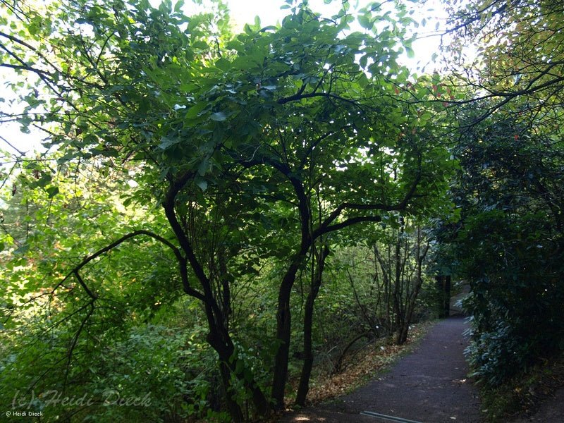 Chionanthus virginicus - Herrenkamper Gärten - Pflanzenraritäten