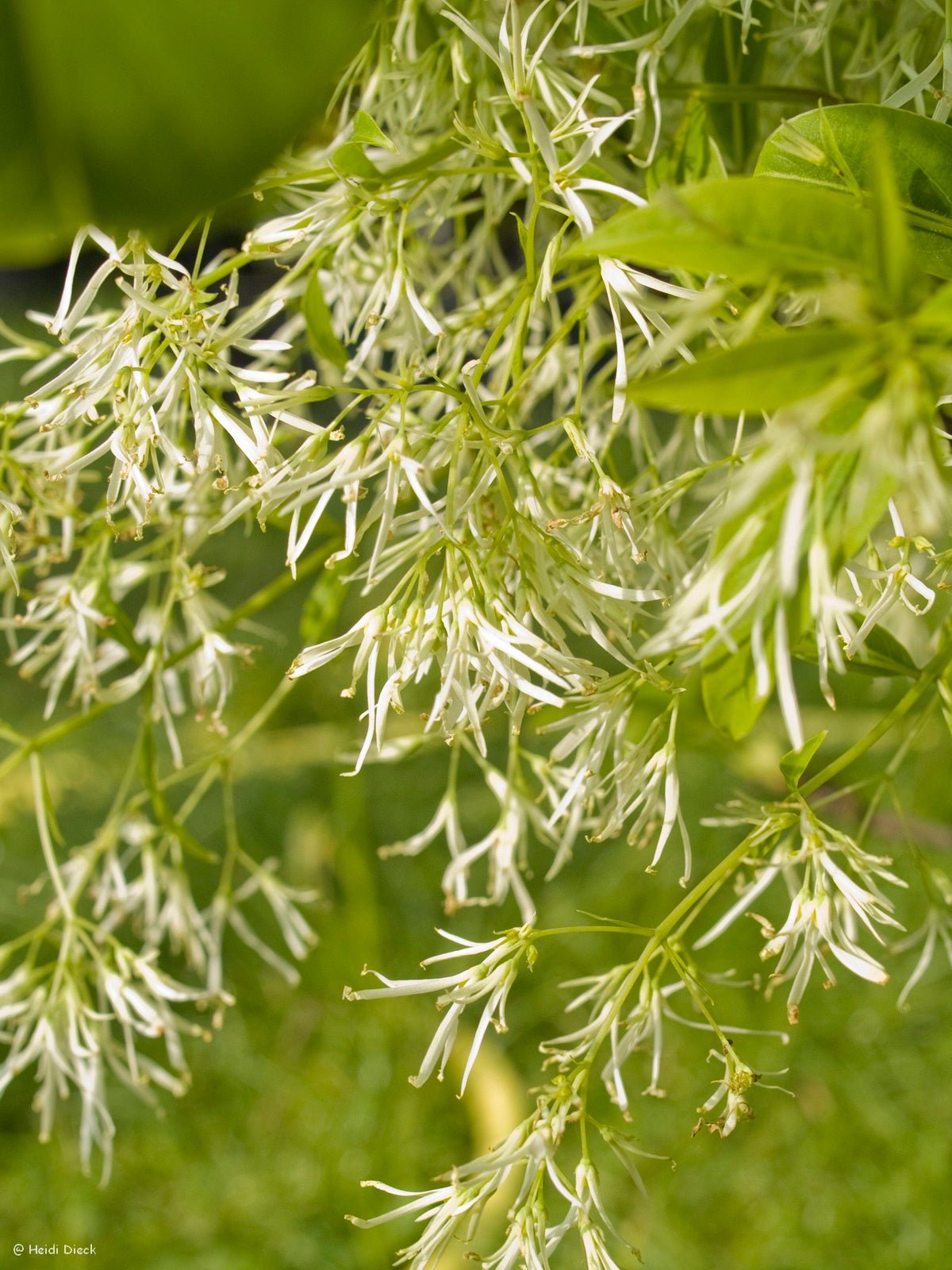 Chionanthus virginicus - Herrenkamper Gärten - Pflanzenraritäten