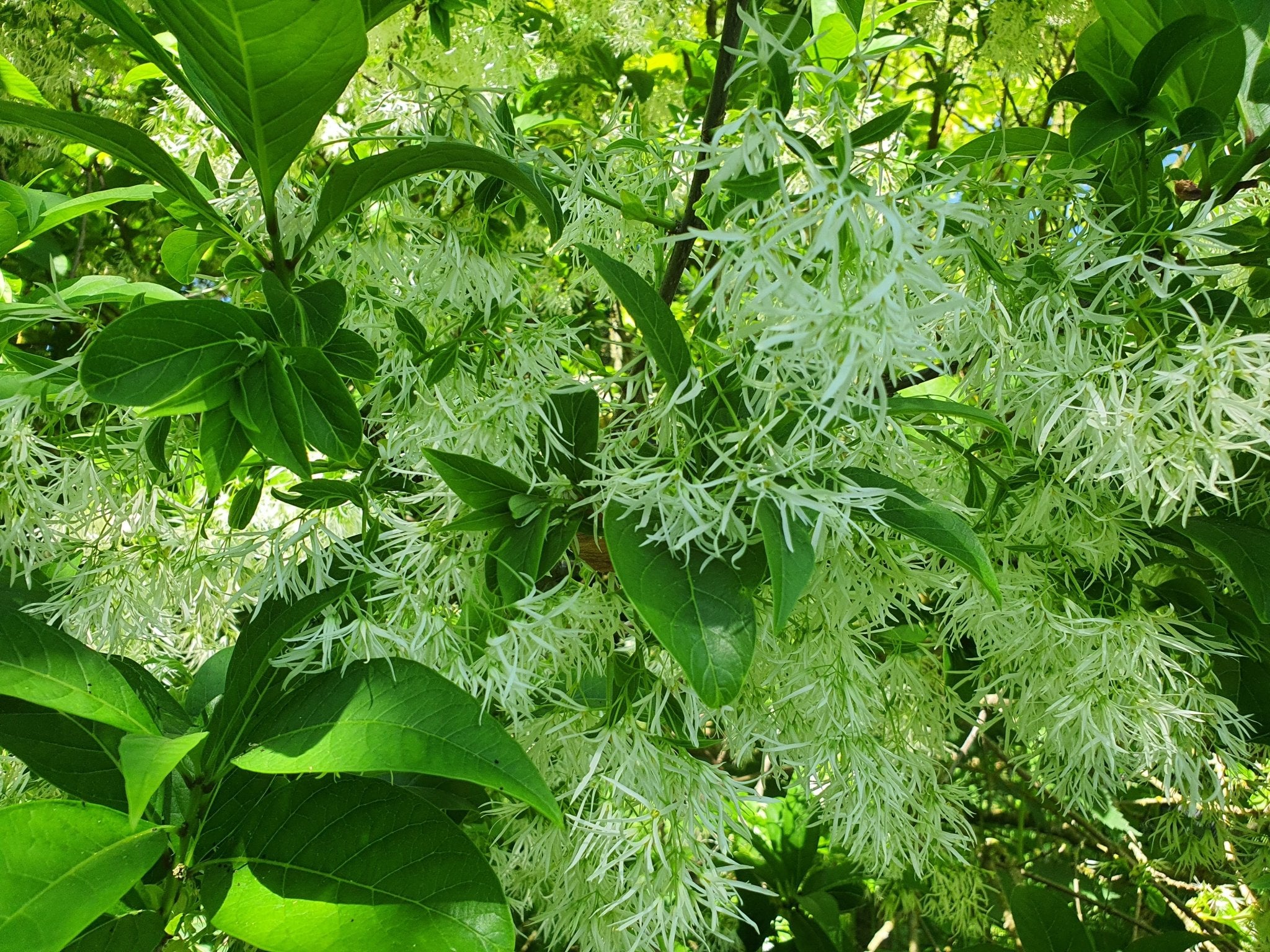 Chionanthus virginicus var. maritimus - Herrenkamper Gärten - Pflanzenraritäten