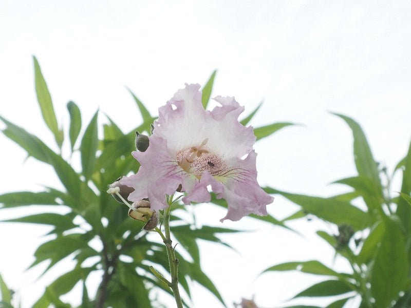 Chitalpa (x) tashkentensis 'Pink Dawn' - Herrenkamper Gärten - Pflanzenraritäten