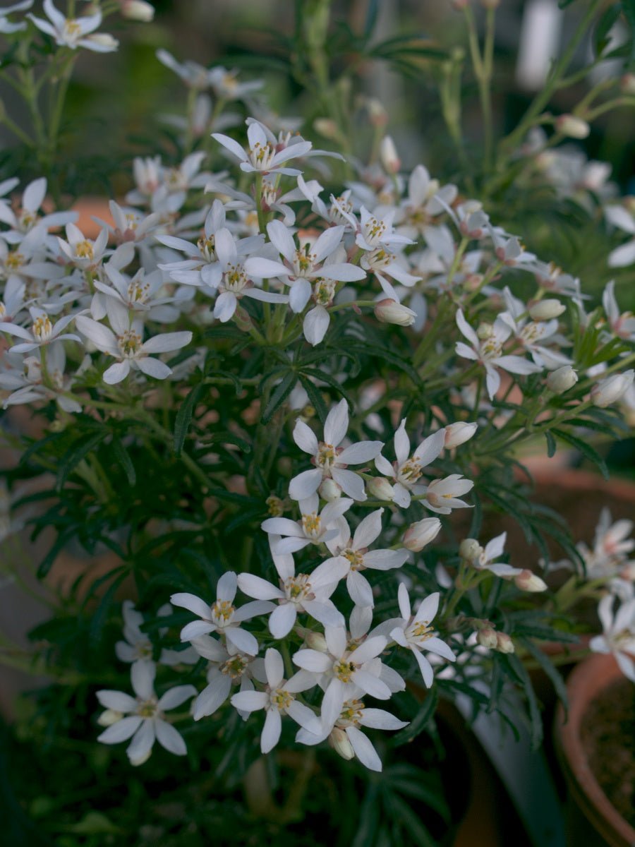 Choisya ternata 'White Dazzler' - Herrenkamper Gärten - Pflanzenraritäten