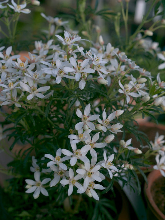 Choisya ternata 'White Dazzler' - Herrenkamper Gärten - Pflanzenraritäten