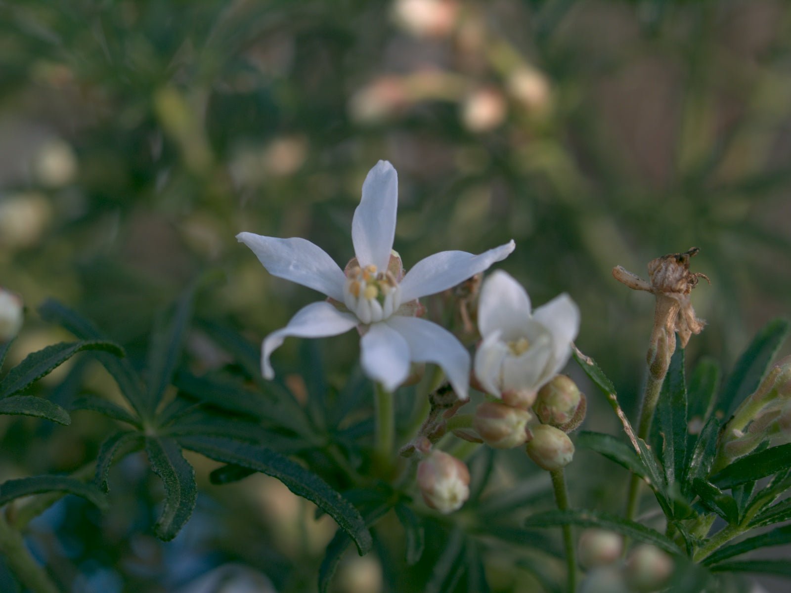 Choisya ternata 'White Dazzler' - Herrenkamper Gärten - Pflanzenraritäten