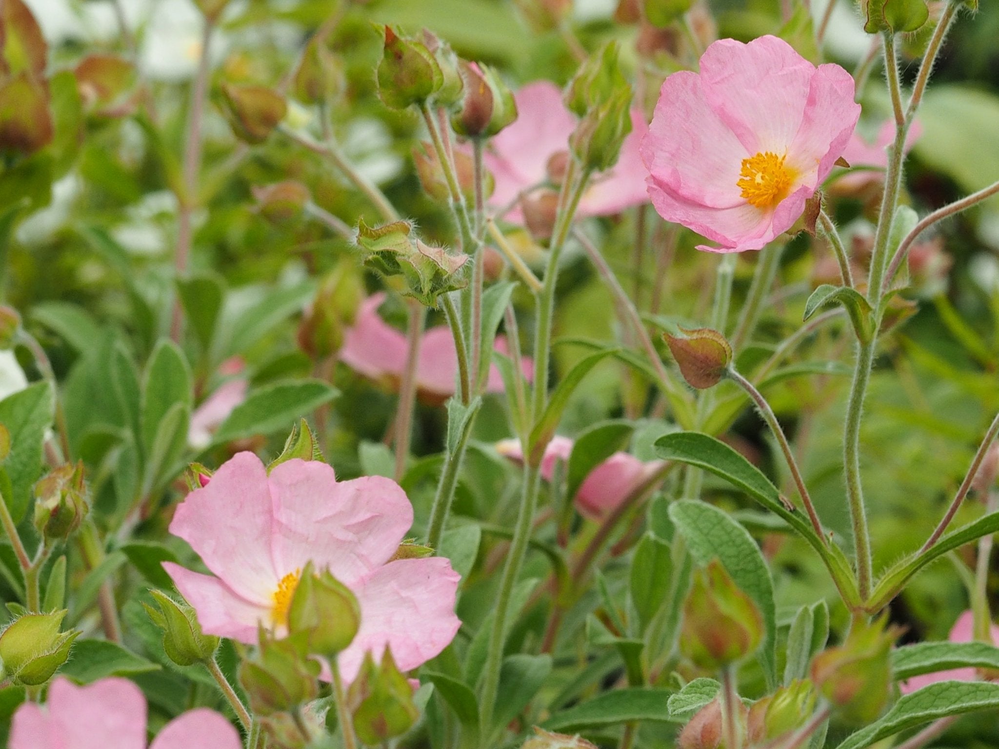 Cistus 'Barnsley Pink' - Herrenkamper Gärten - Pflanzenraritäten