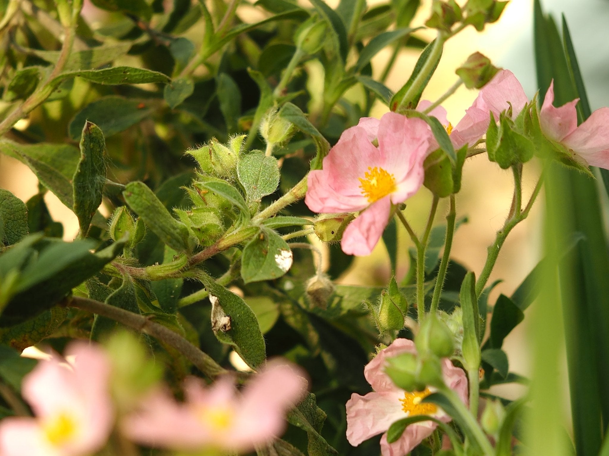 Cistus 'Barnsley Pink' - Herrenkamper Gärten - Pflanzenraritäten