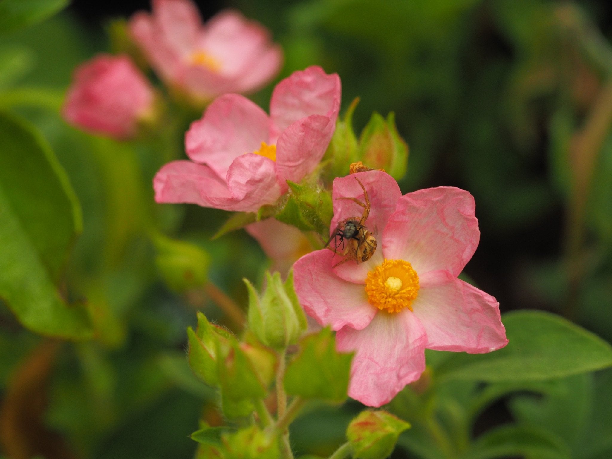 Cistus 'Barnsley Pink' - Herrenkamper Gärten - Pflanzenraritäten
