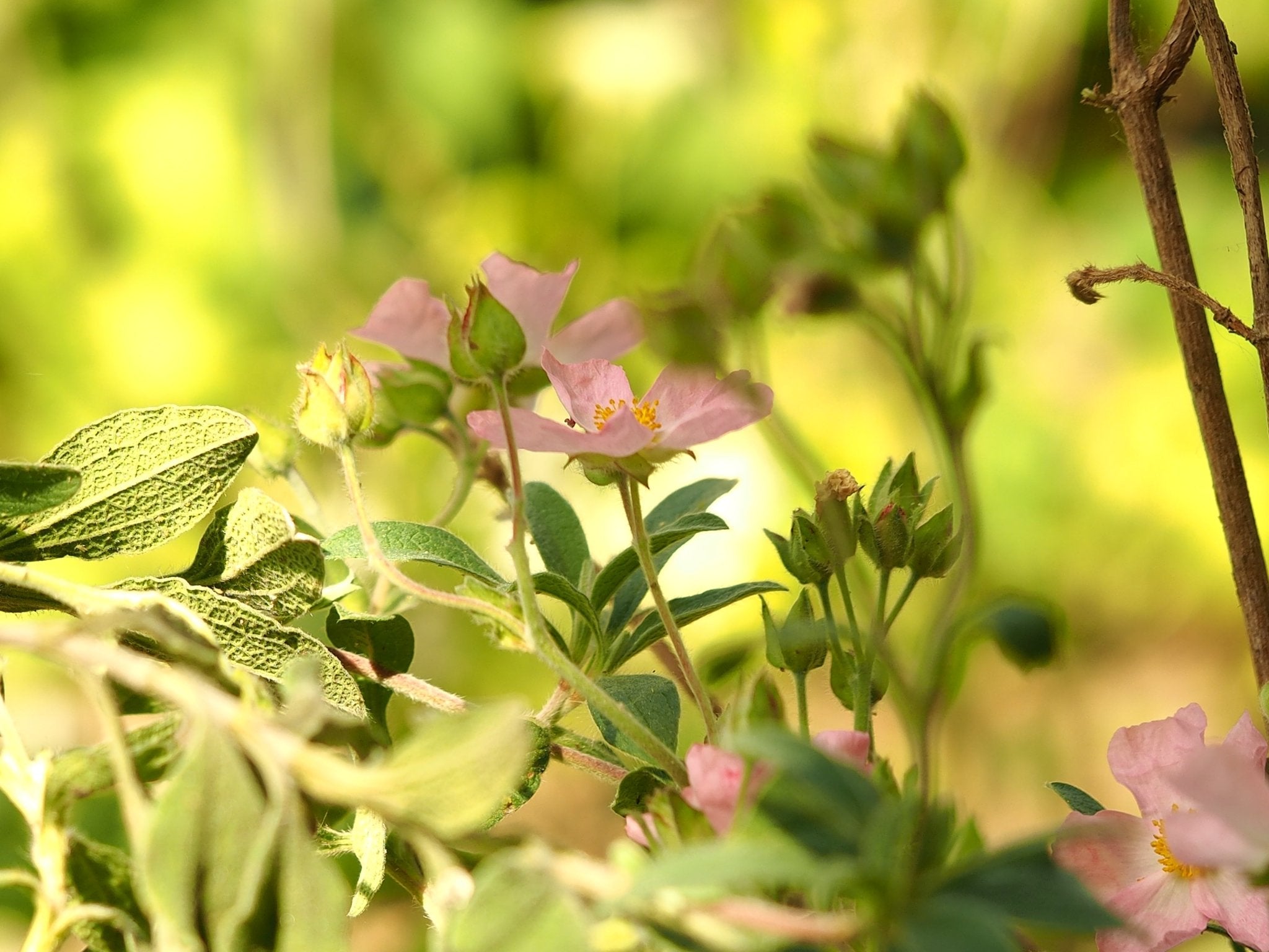 Cistus 'Barnsley Pink' - Herrenkamper Gärten - Pflanzenraritäten