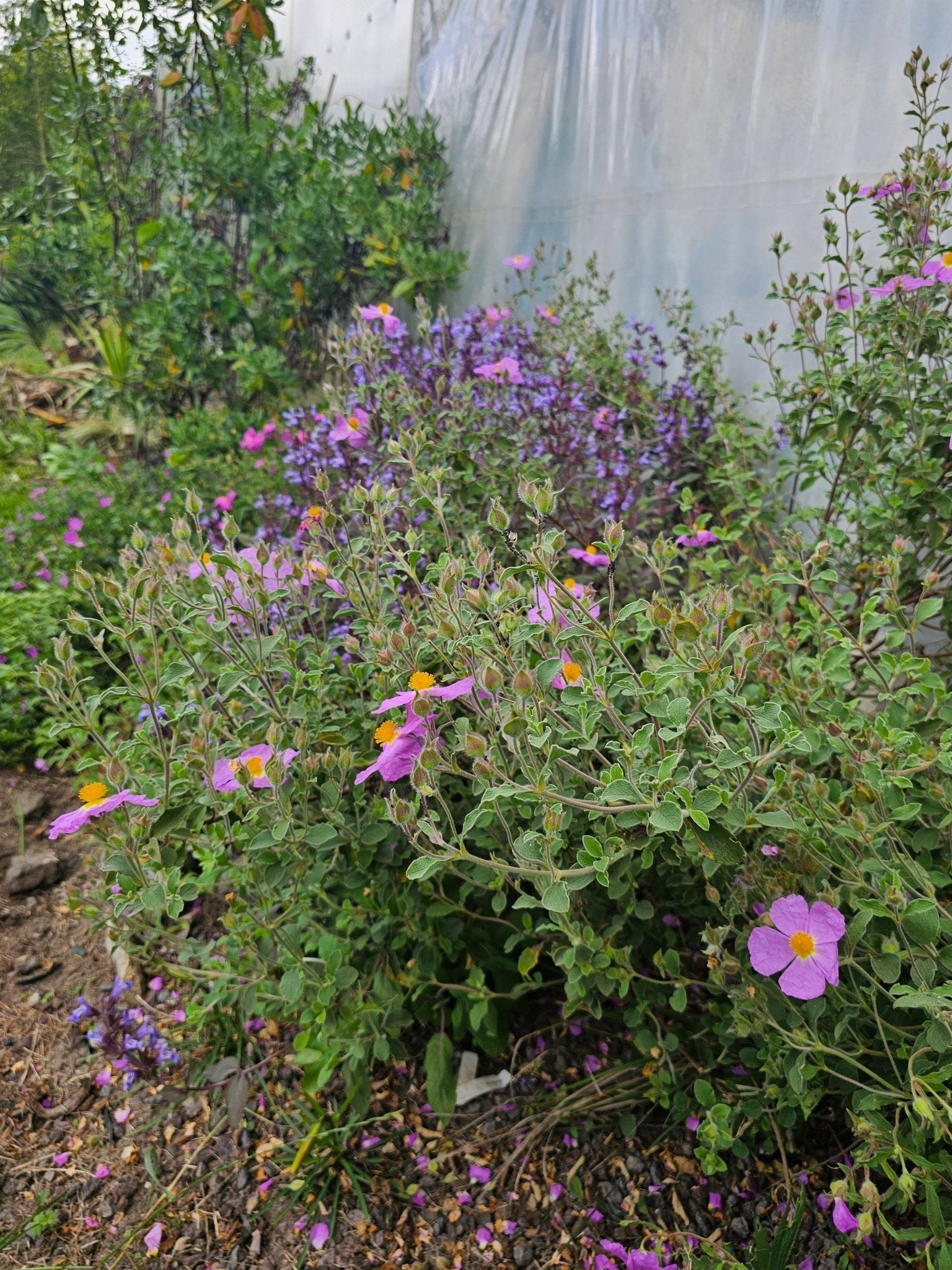 Cistus creticus - Herrenkamper Gärten - Pflanzenraritäten