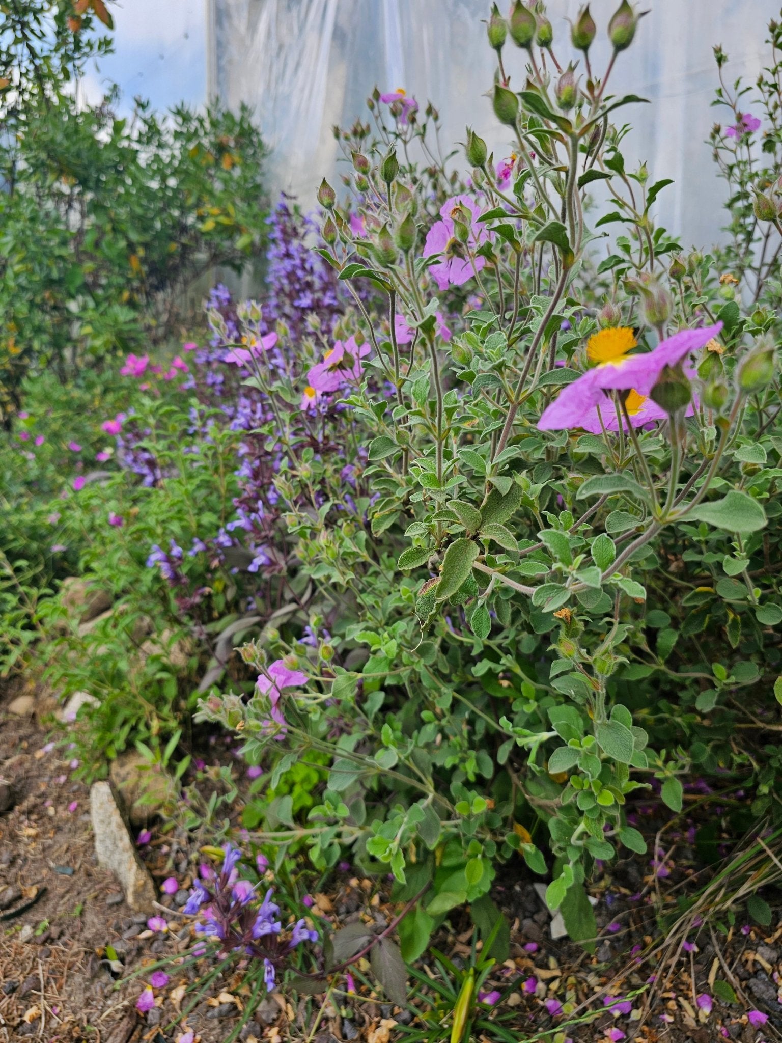Cistus creticus - Herrenkamper Gärten - Pflanzenraritäten