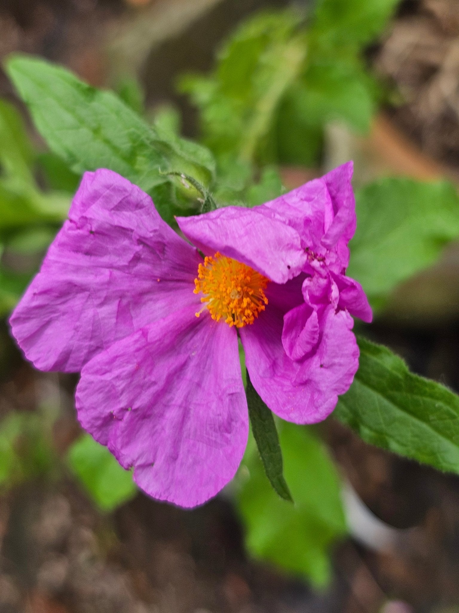 Cistus creticus 'Bali' - Herrenkamper Gärten - Pflanzenraritäten