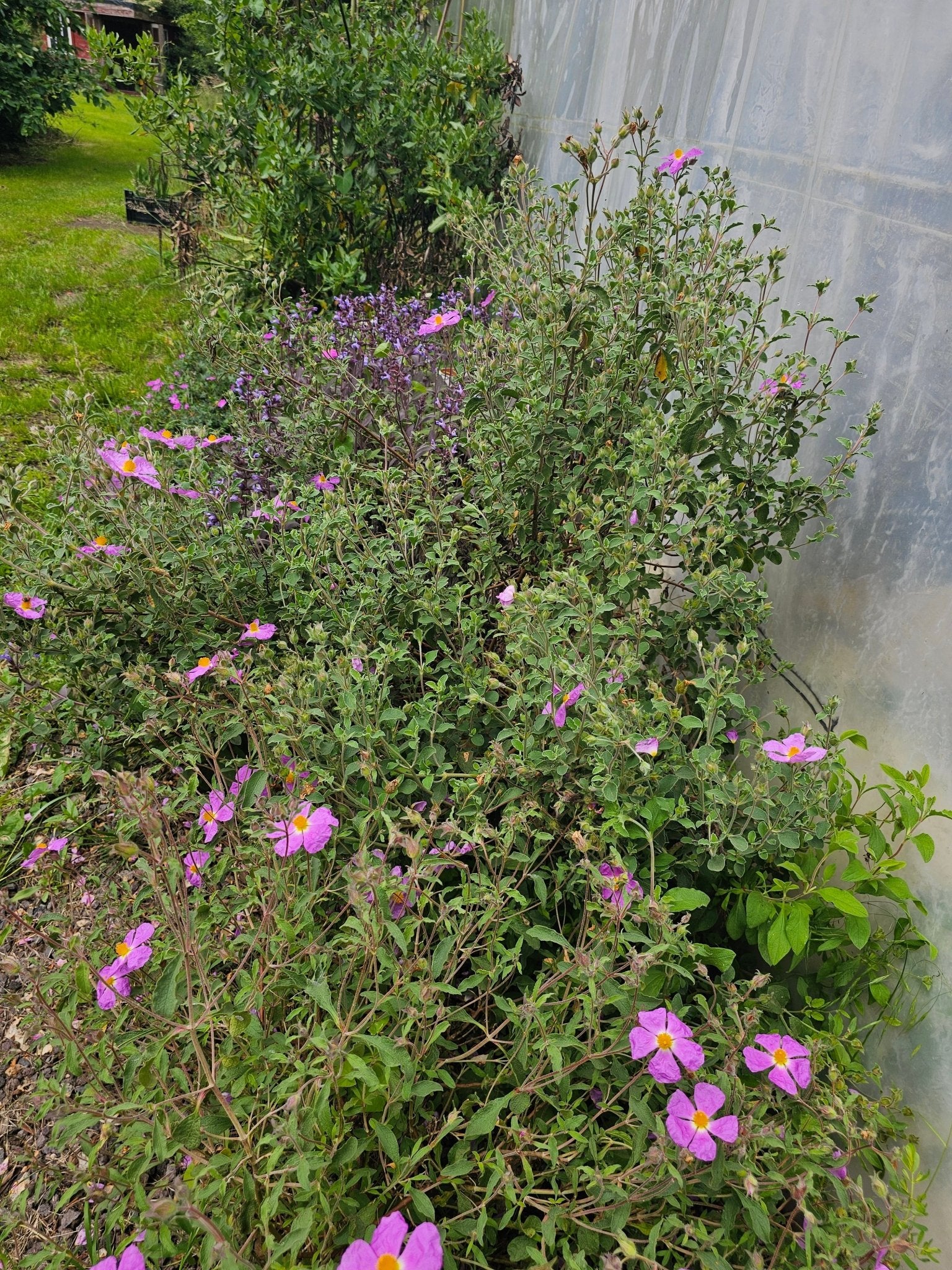 Cistus creticus 'Bali' - Herrenkamper Gärten - Pflanzenraritäten