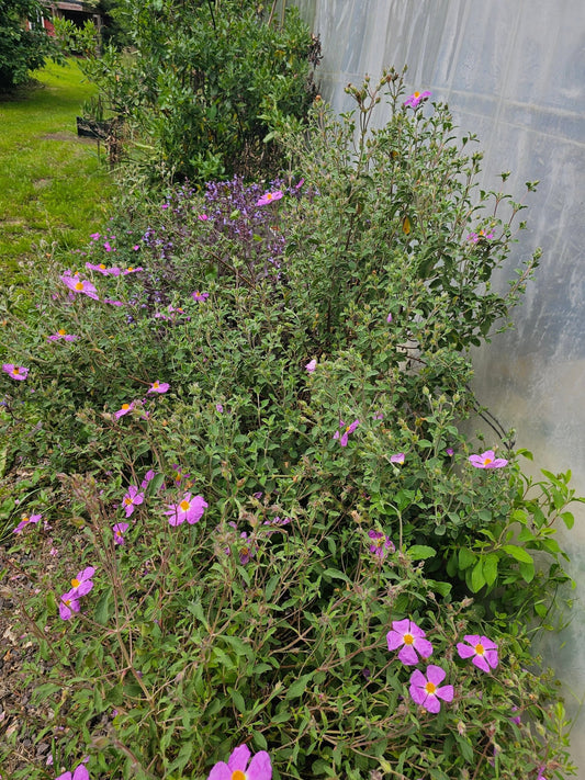 Cistus creticus 'Bali' - Herrenkamper Gärten - Pflanzenraritäten